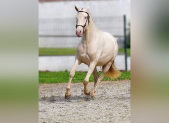 Lusitanos, Stute, 3 Jahre, 155 cm, Pearl