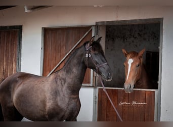 Lusitanos, Stute, 3 Jahre, 155 cm, Rappe