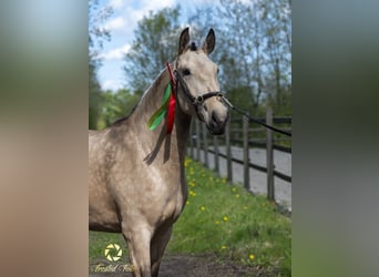 Lusitanos, Stute, 3 Jahre, 155 cm, Rotbrauner