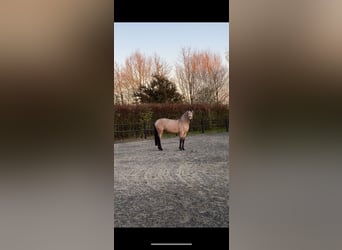 Lusitanos, Stute, 3 Jahre, 155 cm, Rotbrauner