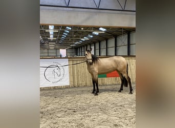 Lusitanos, Stute, 3 Jahre, 155 cm, Rotbrauner