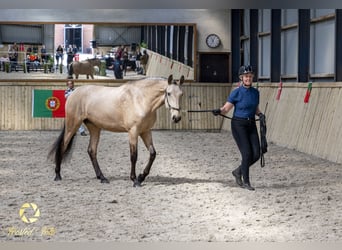 Lusitanos, Stute, 3 Jahre, 155 cm, Rotbrauner