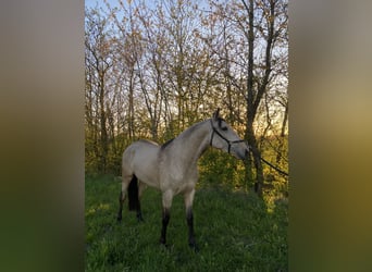 Lusitanos, Stute, 3 Jahre, 155 cm, Rotbrauner