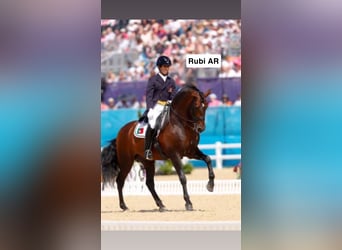 Lusitanos, Stute, 3 Jahre, 155 cm, Rotbrauner