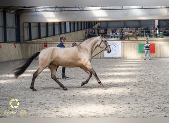 Lusitanos, Stute, 3 Jahre, 155 cm, Rotbrauner
