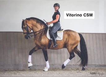 Lusitanos, Stute, 3 Jahre, 155 cm, Rotbrauner