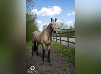 Lusitanos, Stute, 3 Jahre, 155 cm, Rotbrauner