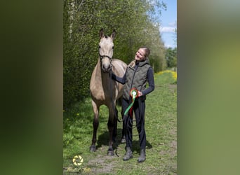 Lusitanos, Stute, 3 Jahre, 155 cm, Rotbrauner
