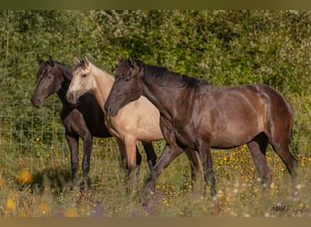 Lusitanos, Stute, 3 Jahre, 156 cm, Rappe