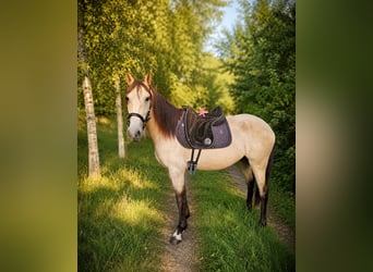 Lusitanos, Stute, 3 Jahre, 157 cm, Buckskin