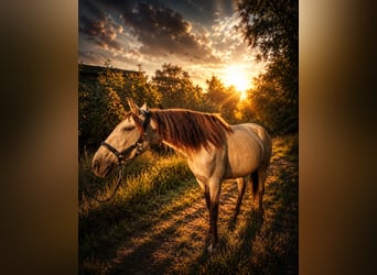 Lusitanos, Stute, 3 Jahre, 157 cm, Buckskin