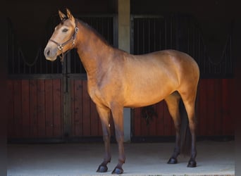 Lusitanos, Stute, 3 Jahre, 157 cm, Falbe