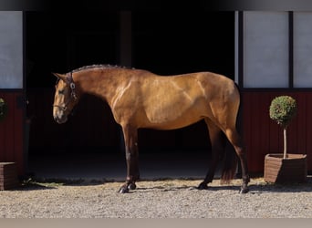 Lusitanos, Stute, 3 Jahre, 157 cm, Falbe