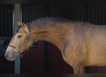 Lusitanos, Stute, 3 Jahre, 157 cm, Falbe