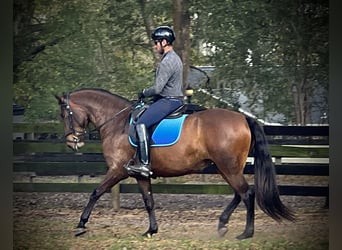 Lusitanos, Stute, 3 Jahre, 157 cm, Rotbrauner