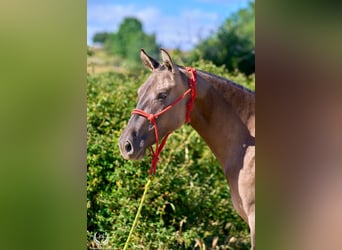 Lusitanos Mix, Stute, 3 Jahre, 158 cm, Grullo