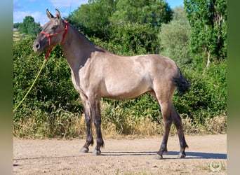 Lusitanos Mix, Stute, 3 Jahre, 158 cm, Grullo