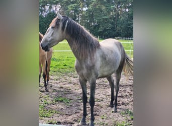 Lusitanos, Stute, 3 Jahre, 160 cm, Apfelschimmel