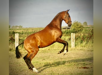 Lusitanos, Stute, 3 Jahre, 160 cm, Brauner