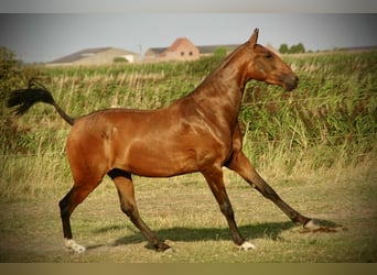 Lusitanos, Stute, 3 Jahre, 160 cm, Brauner