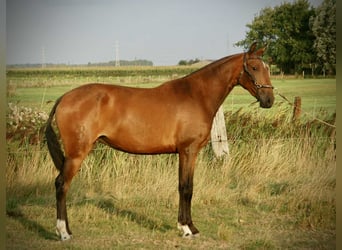 Lusitanos, Stute, 3 Jahre, 160 cm, Brauner