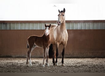 Lusitanos, Stute, 3 Jahre, 160 cm, Brauner