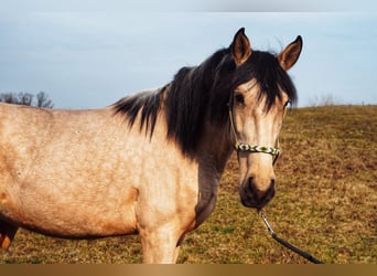 Lusitanos Mix, Stute, 3 Jahre, 160 cm, Buckskin
