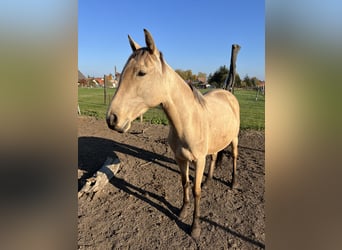 Lusitanos, Stute, 3 Jahre, 160 cm, Buckskin