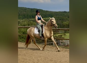 Lusitanos, Stute, 3 Jahre, 160 cm, Dunalino