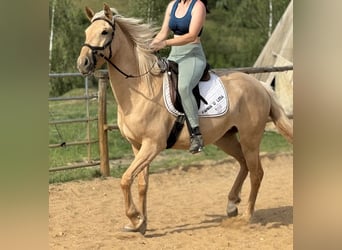 Lusitanos, Stute, 3 Jahre, 160 cm, Dunalino