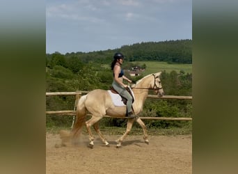 Lusitanos, Stute, 3 Jahre, 160 cm, Dunalino