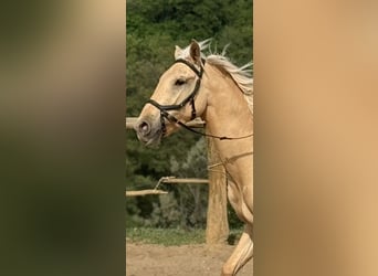 Lusitanos, Stute, 3 Jahre, 160 cm, Dunalino