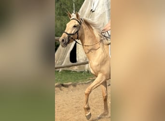Lusitanos, Stute, 3 Jahre, 160 cm, Dunalino