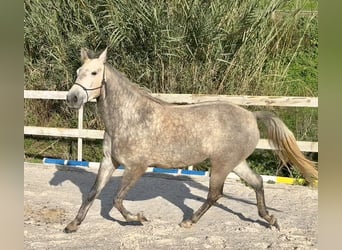 Lusitanos, Stute, 3 Jahre, 160 cm, Schimmel