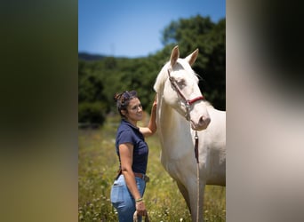 Lusitanos Mix, Stute, 3 Jahre, 161 cm, Cremello