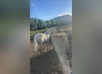Lusitanos Mix, Stute, 3 Jahre, 161 cm, Cremello