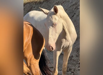 Lusitanos Mix, Stute, 3 Jahre, 161 cm, Cremello