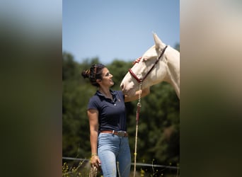 Lusitanos Mix, Stute, 3 Jahre, 161 cm, Cremello