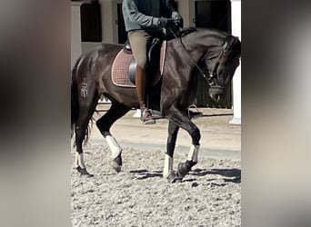 Lusitanos, Stute, 3 Jahre, 161 cm, Rappe