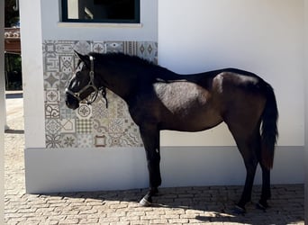 Lusitanos, Stute, 3 Jahre, 161 cm, Rappe