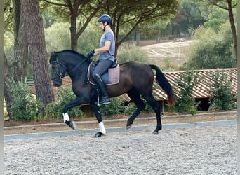 Lusitanos, Stute, 3 Jahre, 161 cm, Rappe