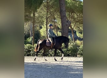 Lusitanos, Stute, 3 Jahre, 161 cm, Rappe