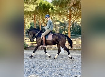 Lusitanos, Stute, 3 Jahre, 161 cm, Rappe