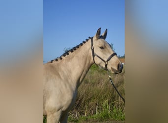 Lusitanos, Stute, 3 Jahre, 161 cm, Rotbrauner