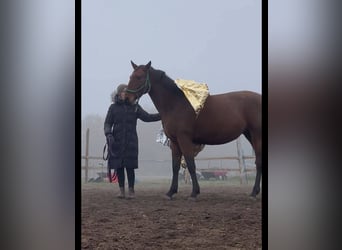 Lusitanos, Stute, 3 Jahre, 162 cm, Brauner