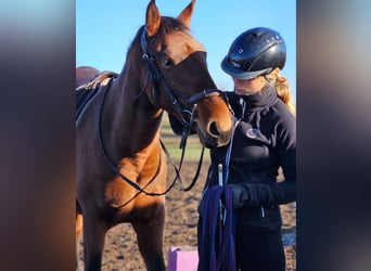 Lusitanos, Stute, 3 Jahre, 162 cm, Brauner