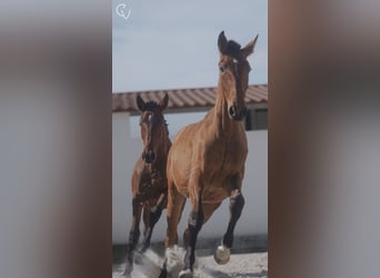Lusitanos, Stute, 3 Jahre, 162 cm, Rotbrauner