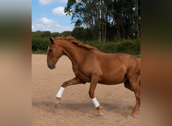 Lusitanos, Stute, 3 Jahre, 164 cm, Fuchs