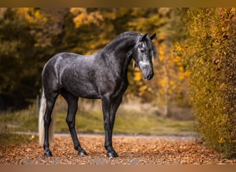 Lusitanos Mix, Stute, 3 Jahre, 166 cm, Schimmel