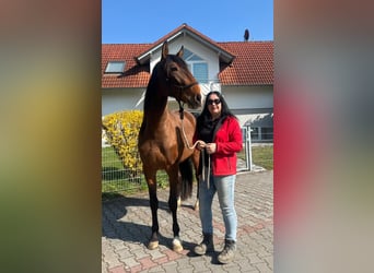 Lusitanos, Stute, 3 Jahre, 168 cm, Dunkelbrauner
